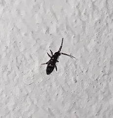 Entomobryidae