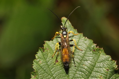 Ichneumon stramentor