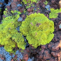 Acarosporaceae