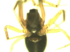 Agyneta simplicitarsis