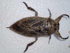 Lethocerus medius