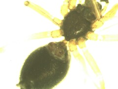 Agyneta simplicitarsis