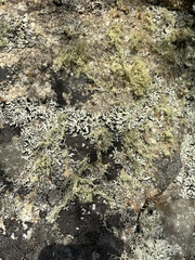Ramalina intermedia