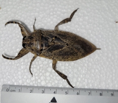 Lethocerus medius