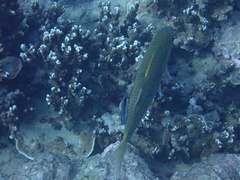 Labroides dimidiatus