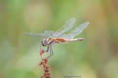 Tramea darwini