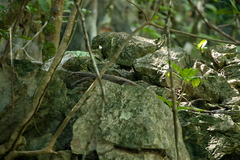 Varanus palawanensis