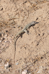 Aspidoscelis marmoratus