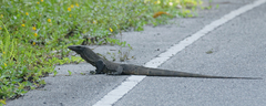 Varanus rudicollis