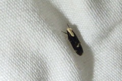 Chionodes phalacra