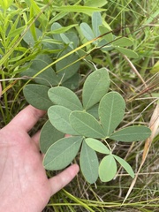 Baptisia alba