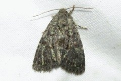 Paramiana smaragdina