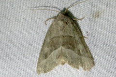 Ogdoconta moreno