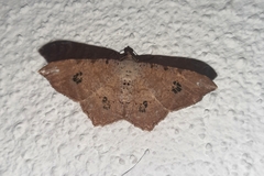 Semiothisa valmonaria