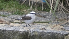Fluvicola nengeta