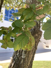 Ulmus crassifolia