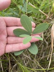 Baptisia alba