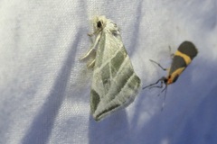 Plagiomimicus tepperi