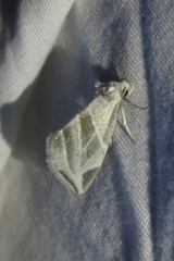 Plagiomimicus tepperi