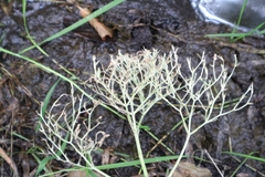 Valeriana officinalis