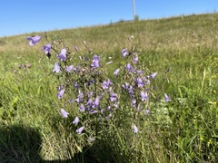 Campanula sibirica