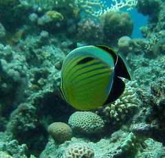 Chaetodon austriacus