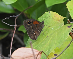 Satyrinae