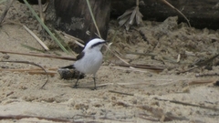 Fluvicola nengeta