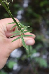 Valeriana officinalis