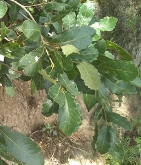 Quercus obtusata