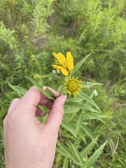 Helianthus grosseserratus