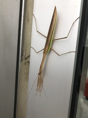 Tenodera sinensis