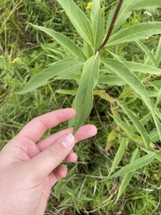 Helianthus grosseserratus