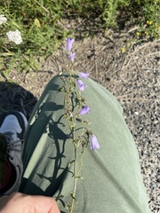 Campanula sibirica