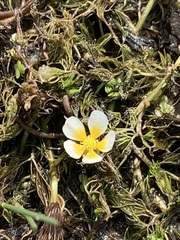 Ranunculus trichophyllus