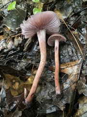 Laccaria bicolor
