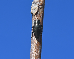 Chrysobothris megacephala