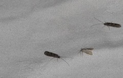 Acentria ephemerella