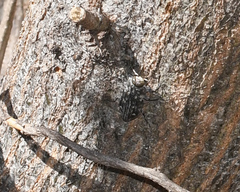 Chrysobothris tranquebarica