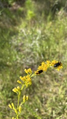 Nemognatha nemorensis