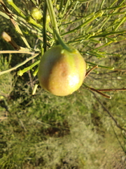 Baccharis sarothroides