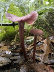 Laccaria bicolor