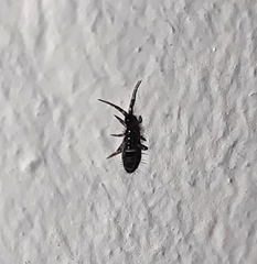 Entomobryidae