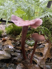 Laccaria bicolor