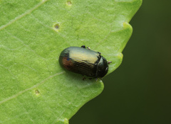 Phratora