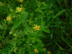 Hypericum mutilum