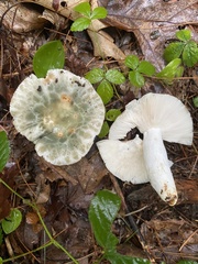 Russula parvovirescens