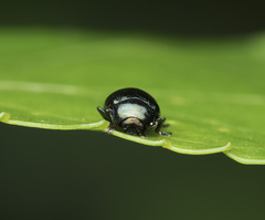 Phratora
