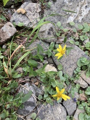 Arnica lanceolata