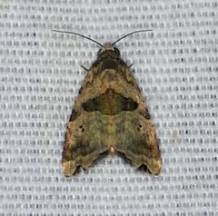 Cobubatha metaspilaris